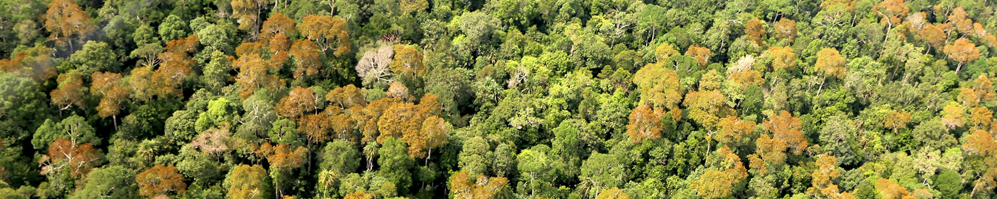 Canopée de forêt protégée sur tourbes naturelles (Sumatra, Indonésie). Alain Rival, © Cirad.